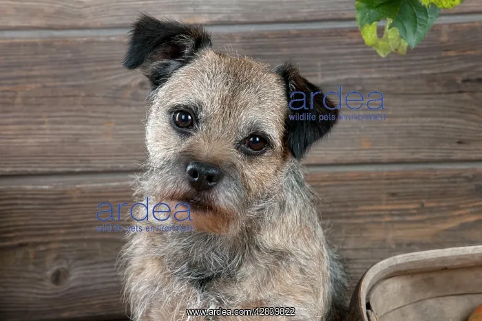 : DOG - Border terrier : DOG - Border terrier