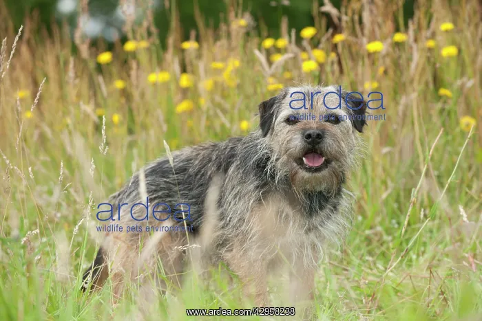 : DOG - Border terrier : DOG - Border terrier