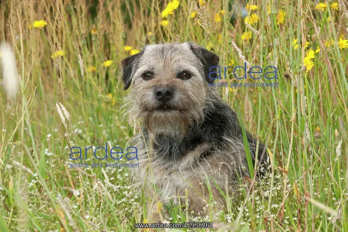 : DOG - Border terrier : DOG - Border terrier