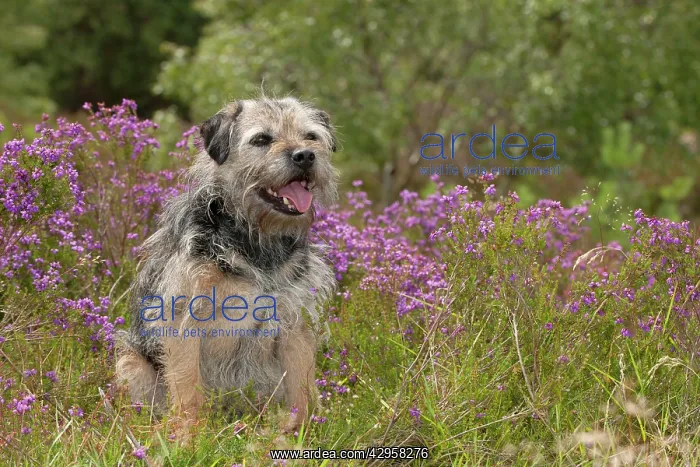 : DOG - Border terrier : DOG - Border terrier