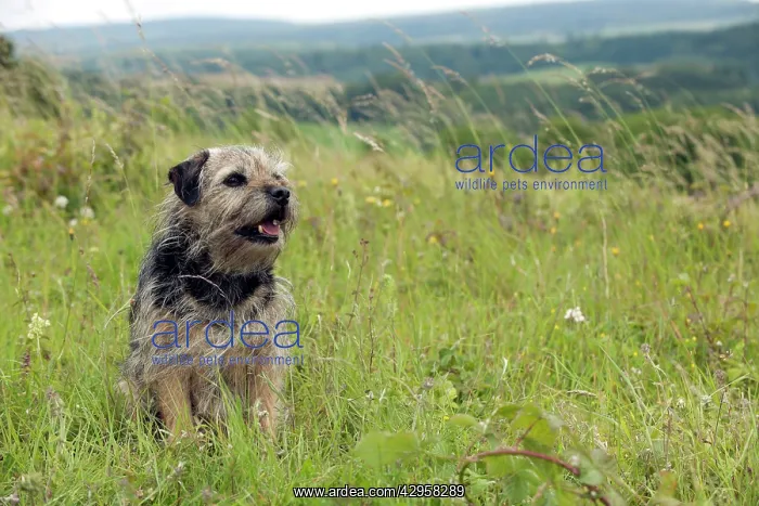 : DOG - Border terrier : DOG - Border terrier