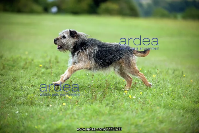 : DOG - Border terrier : DOG - Border terrier