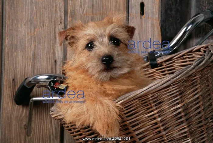  : DOG - Border Terrier in bicycle basket