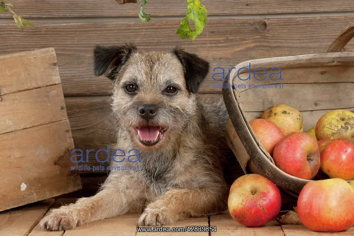 : DOG - Border terrier laying next to basket of apples : DOG - Border terrier laying next to basket of apples