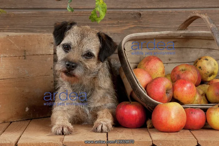 : DOG - Border terrier laying next to basket of apples : DOG - Border terrier laying next to basket of apples