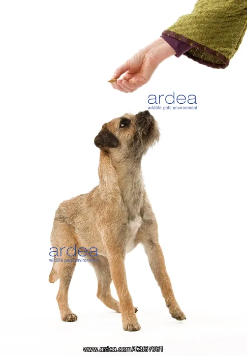 : Dog - Border Terrier - being offered biscuit by owner : Dog - Border Terrier - being offered biscuit by owner