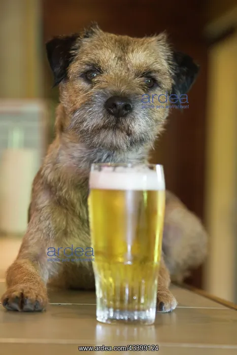 : Dog - Border Terrier - in pub with beer : Dog - Border Terrier - in pub with beer