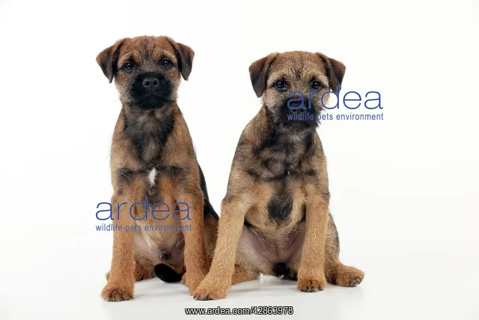 : DOG - Border terrier puppies sitting together (13 weeks old) : DOG - Border terrier puppies sitting together (13 weeks old)