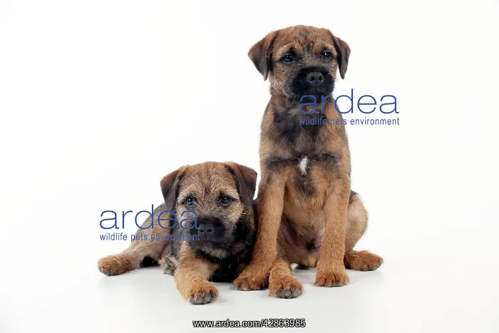 : DOG - Border terrier puppies sitting together (13 weeks old) : DOG - Border terrier puppies sitting together (13 weeks old)