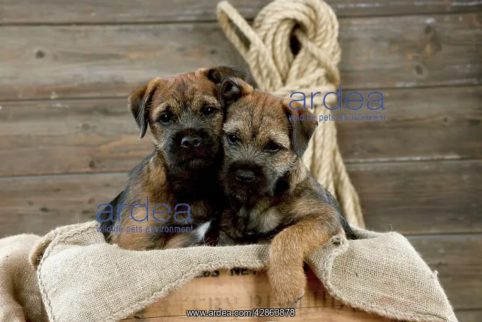 : DOG - Border terrier puppies sitting in a box (13 weeks old) : DOG - Border terrier puppies sitting in a box (13 weeks old)