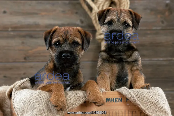 : DOG - Border terrier puppies sitting in a box (13 weeks old) : DOG - Border terrier puppies sitting in a box (13 weeks old)