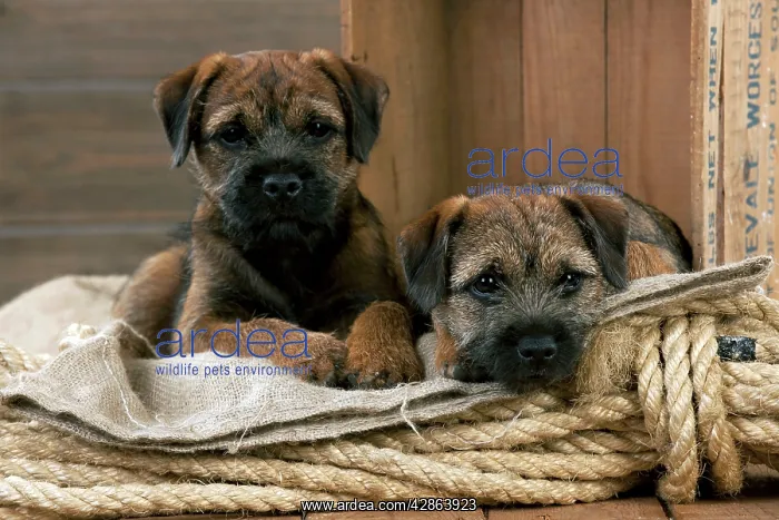 : DOG - Border terrier puppies sitting on a pile : DOG - Border terrier puppies sitting on a pile