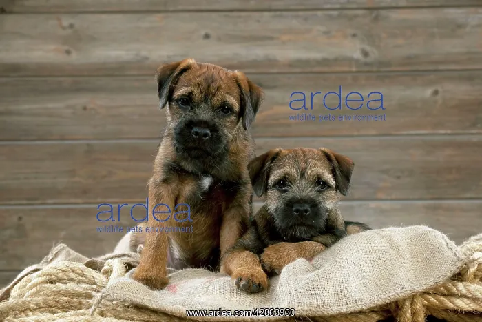 : DOG - Border terrier puppies sitting on a pile : DOG - Border terrier puppies sitting on a pile