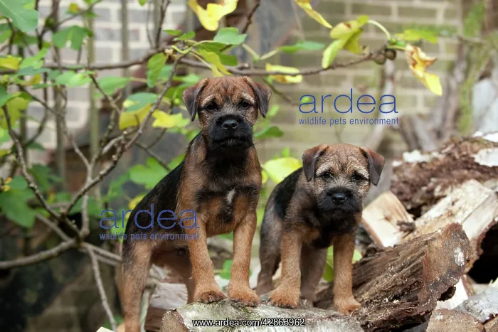 : DOG - Border terrier puppies standing on a wood : DOG - Border terrier puppies standing on a wood