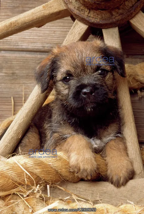 : Dog - Border Terrier puppy : Dog - Border Terrier puppy