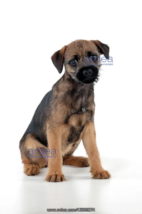 : DOG Border Terrier puppy : DOG Border Terrier puppy