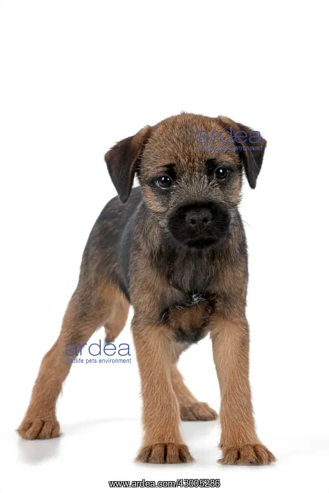 : DOG Border Terrier puppy : DOG Border Terrier puppy