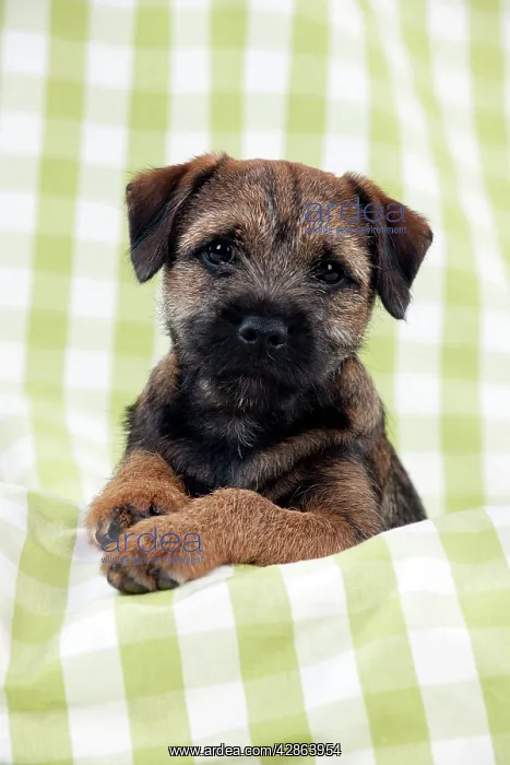  : DOG - Border terrier puppy sitting on a blanket