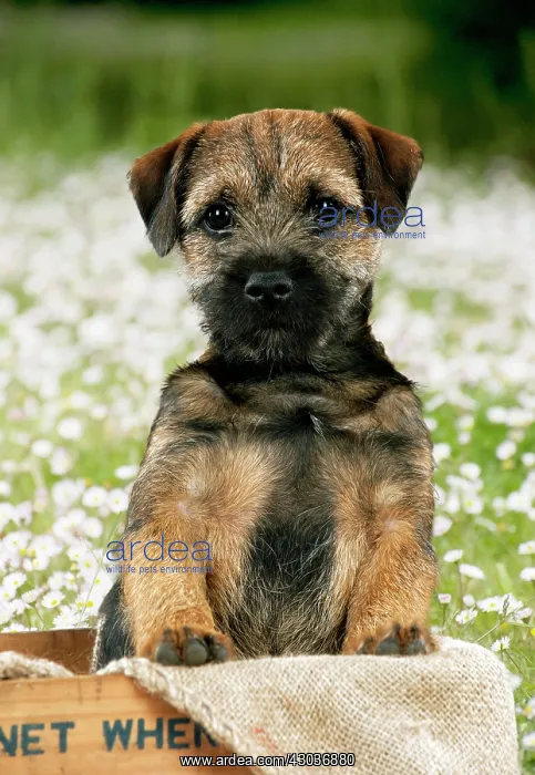 : DOG - Border terrier puppy sitting in a box (13 weeks ol : DOG - Border terrier puppy sitting in a box (13 weeks ol