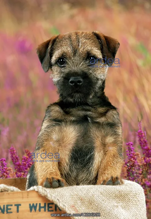 : DOG - Border terrier puppy sitting in a box (13 weeks ol : DOG - Border terrier puppy sitting in a box (13 weeks ol