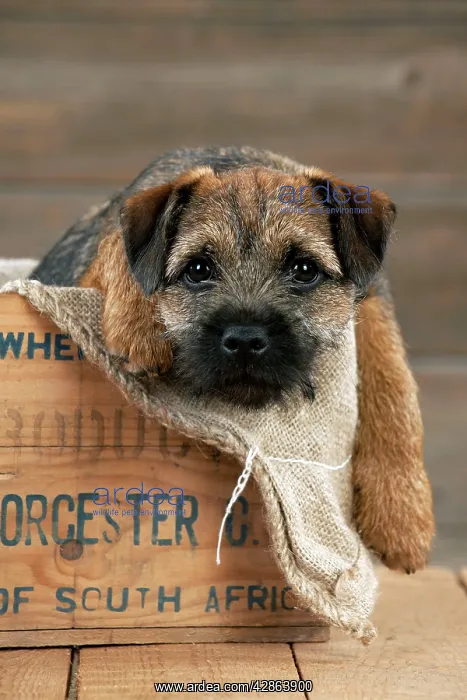 : DOG - Border terrier puppy sitting in a box (13 weeks old) : DOG - Border terrier puppy sitting in a box (13 weeks old)