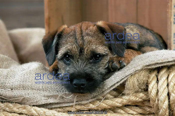 : DOG - Border terrier puppy sitting in a box (13 weeks old) : DOG - Border terrier puppy sitting in a box (13 weeks old)