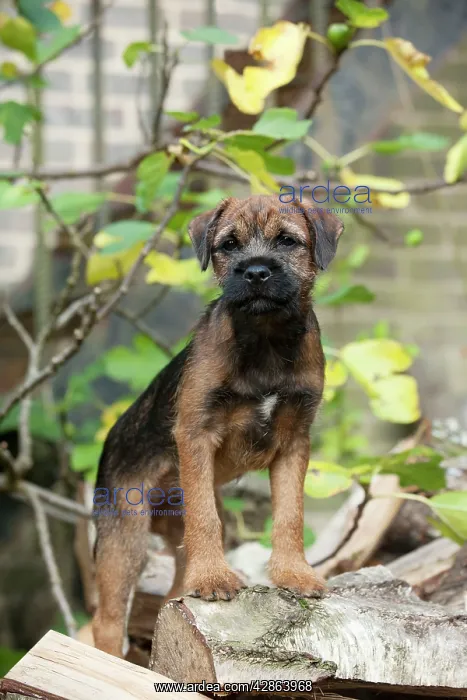 : DOG - Border terrier puppy standing on a wood pile : DOG - Border terrier puppy standing on a wood pile
