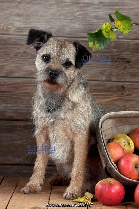  : DOG - Border terrier sitting next to basket of apples