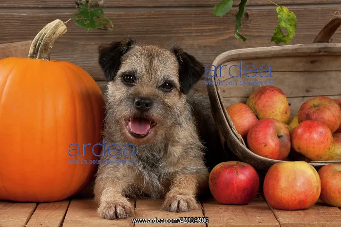  : DOG - Border terrier sitting between a pumpkin