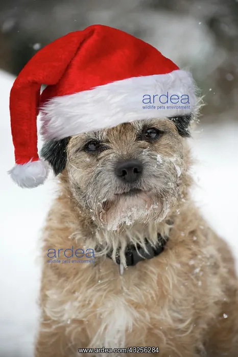 : DOG - Border terrier in snow wearing a Christmas hat : DOG - Border terrier in snow wearing a Christmas hat