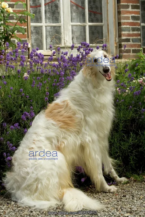 : DOG - Borzoi / Russian Wolfhound : DOG - Borzoi / Russian Wolfhound