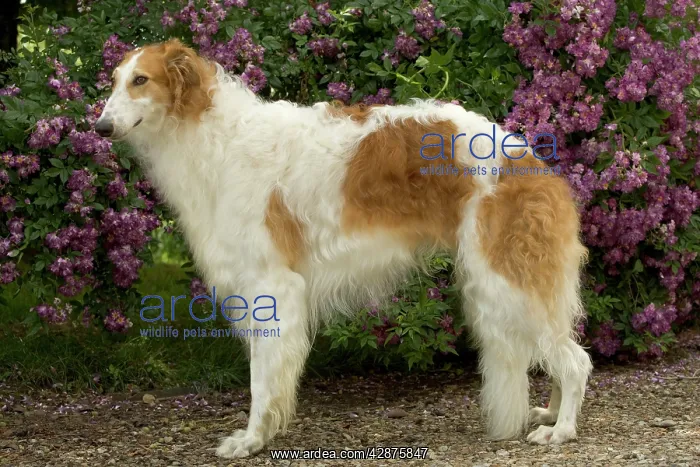 : DOG - Borzoi / Russian Wolfhound : DOG - Borzoi / Russian Wolfhound