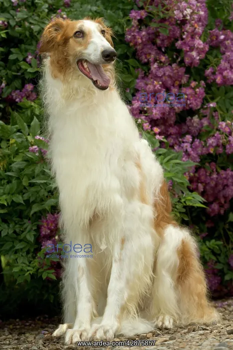 : DOG - Borzoi / Russian Wolfhound : DOG - Borzoi / Russian Wolfhound