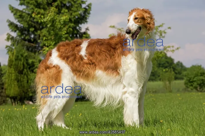 : Dog - Borzoi / Russian Wolfhound : Dog - Borzoi / Russian Wolfhound