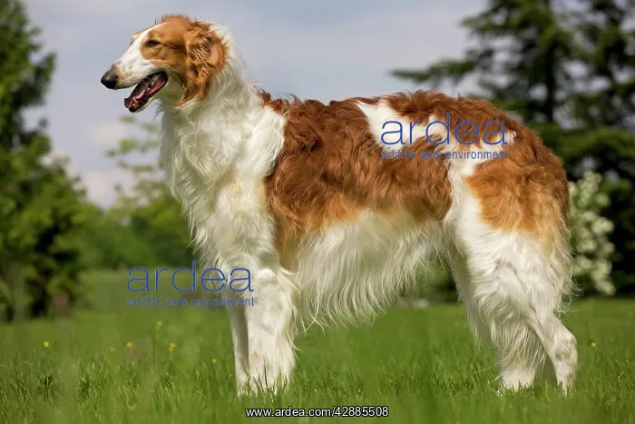 : Dog - Borzoi / Russian Wolfhound : Dog - Borzoi / Russian Wolfhound