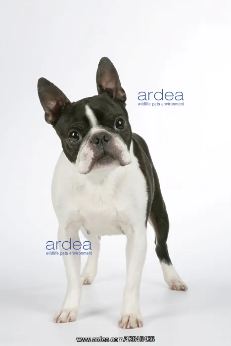 : Dog - Boston Terrier : Dog - Boston Terrier