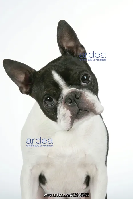 : Dog - Boston Terrier : Dog - Boston Terrier