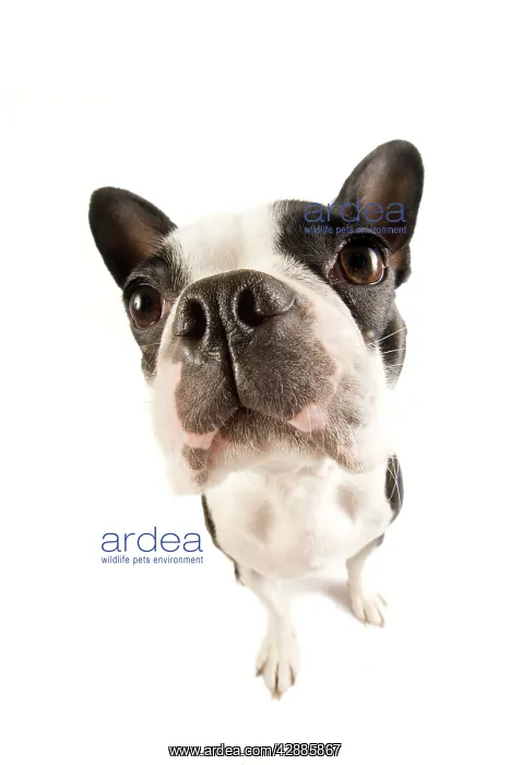 : Dog - Boston Terrier : Dog - Boston Terrier