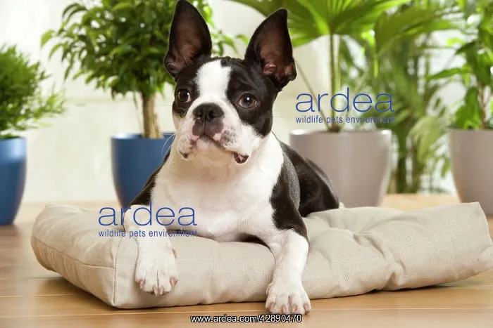  : Dog - Boston Terrier