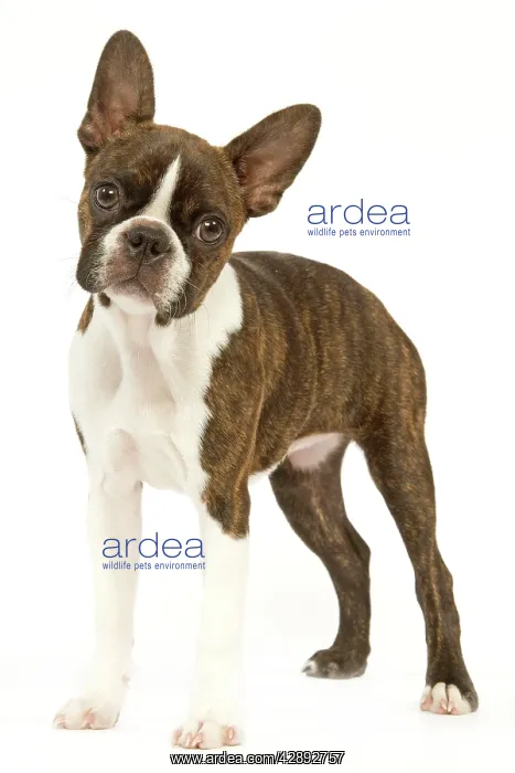  : Dog - Boston Terrier