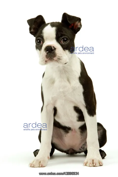  : Dog - Boston Terrier