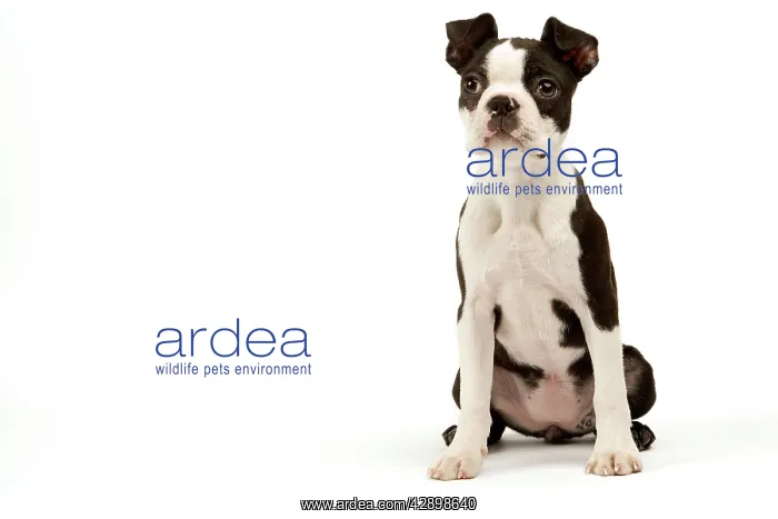  : Dog - Boston Terrier