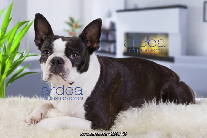  : Dog - Boston Terrier