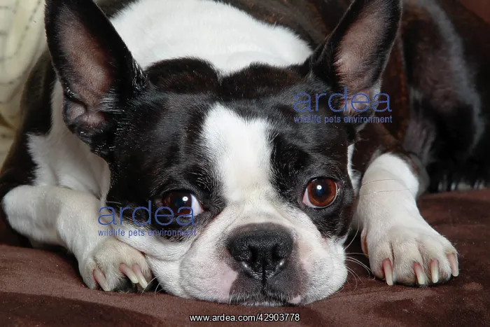  : Dog - Boston Terrier