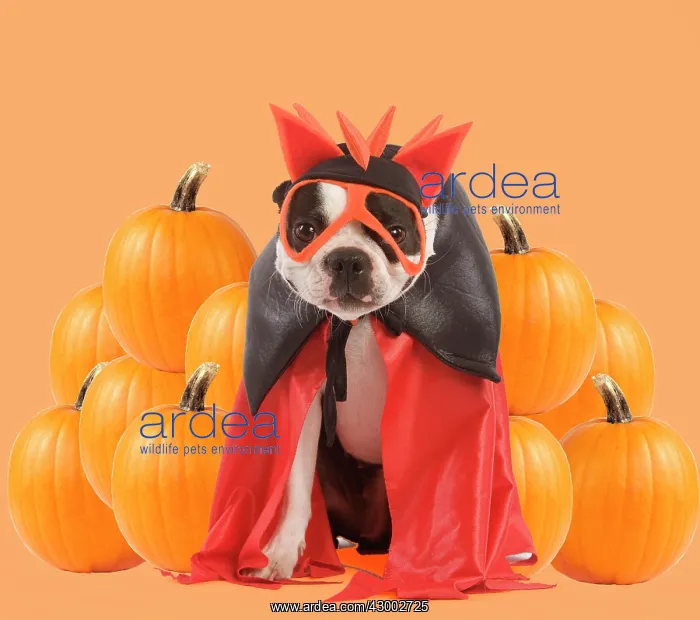 : Dog - Boston Terrier : Dog - Boston Terrier