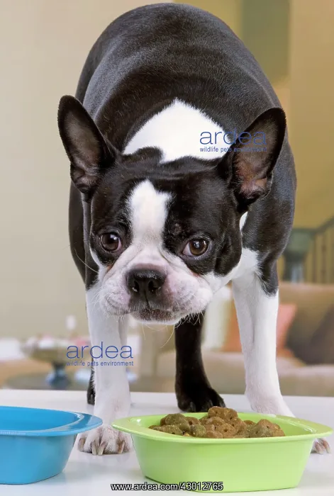 : Dog - Boston Terrier : Dog - Boston Terrier