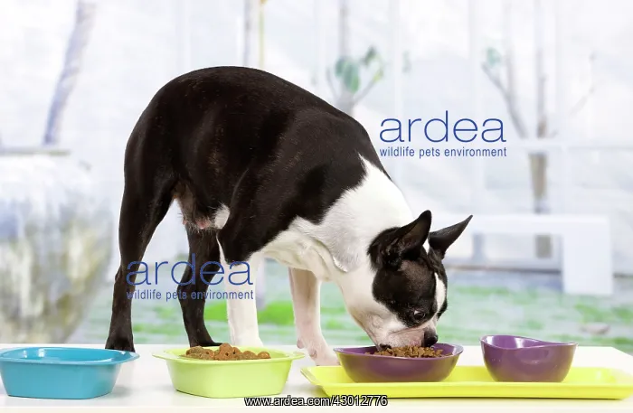 : Dog - Boston Terrier : Dog - Boston Terrier