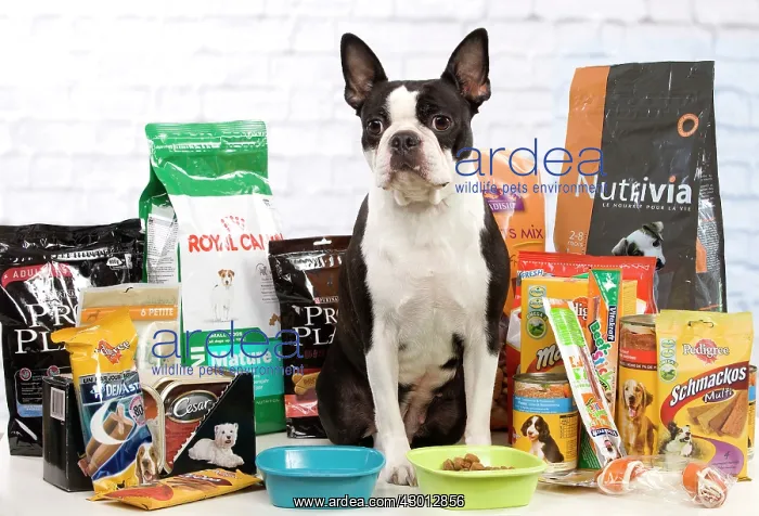 : Dog - Boston Terrier : Dog - Boston Terrier