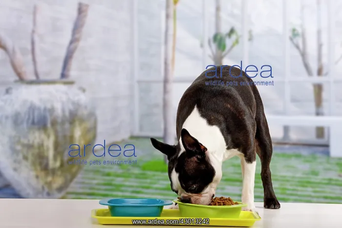 : Dog - Boston Terrier : Dog - Boston Terrier
