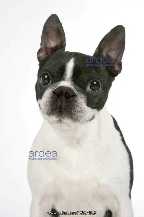 : Dog - Boston Terrier : Dog - Boston Terrier